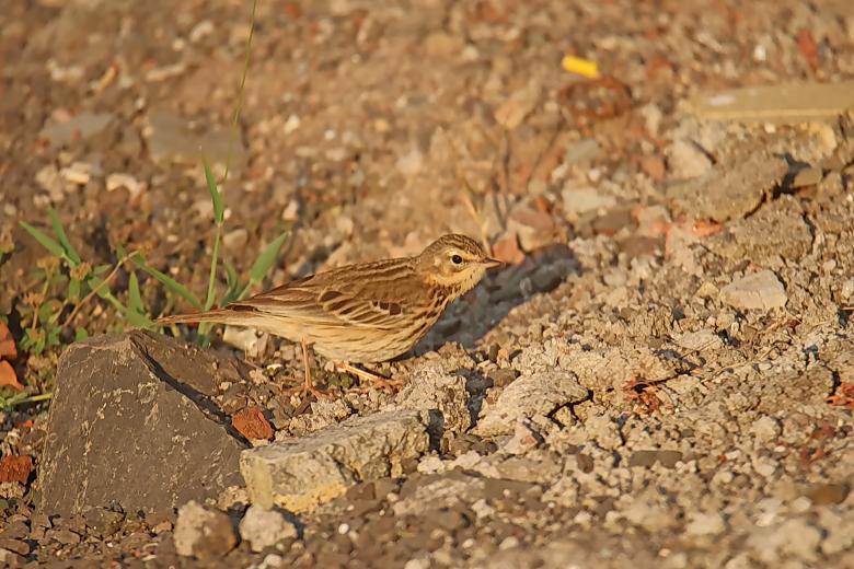 Free stock image of Tree Pipit created by sylvester alphonso