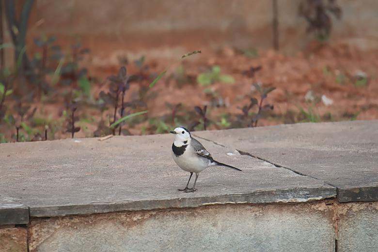 Free stock image of White Wagtail created by sylvester alphonso