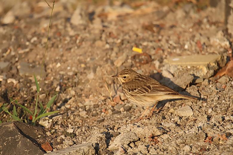 Free stock image of Paddy Field Pipit created by sylvester alphonso