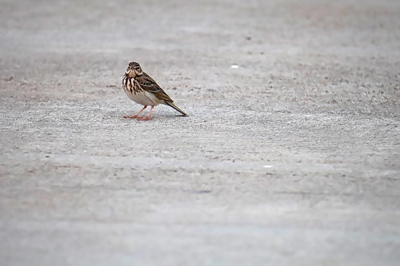 Free stock image of Blitz Pipit created by sylvester alphonso