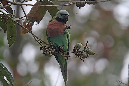 Red Breasted Parakeet