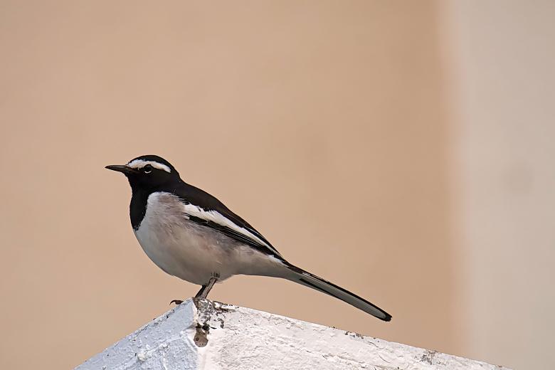 Free stock image of White Browed Wagtail created by sylvester alphonso
