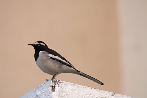 White Browed Wagtail