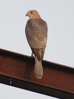Shikra