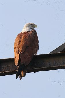 Brahminy Kite