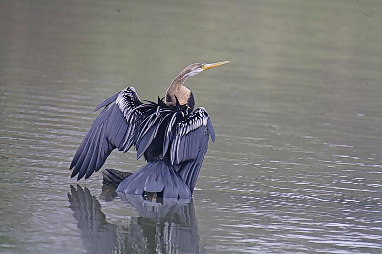 Free stock image of Darter created by sylvester alphonso