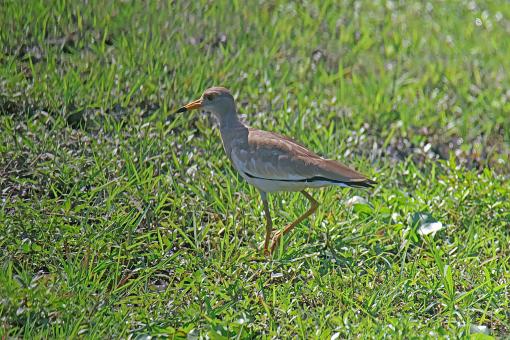 Grey Head Lapwing