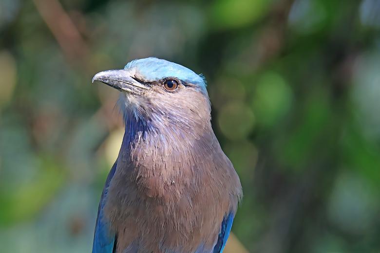 Free stock image of Indian Roller created by sylvester alphonso