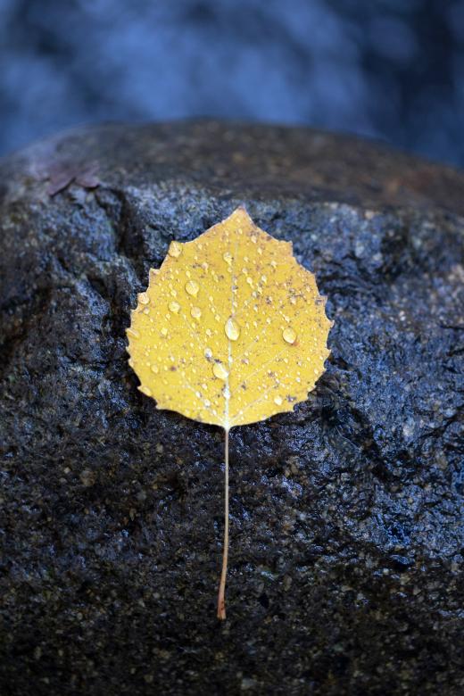 Free stock image of Fall leaf created by Free Nature Stock