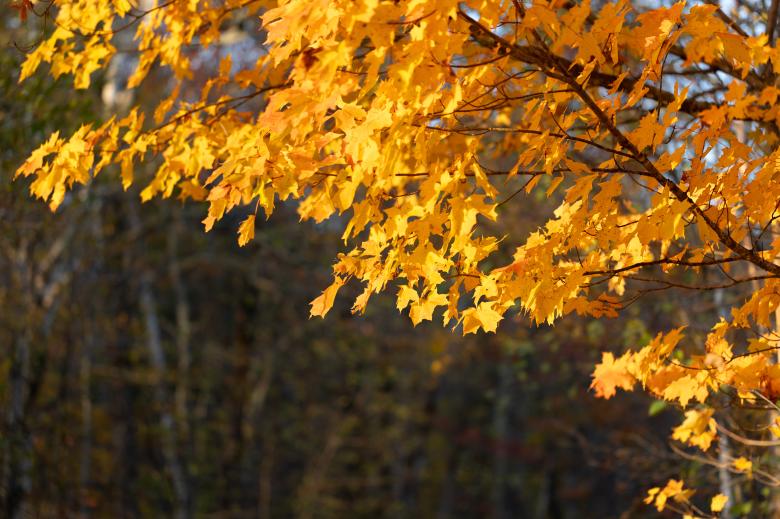 Free stock image of Autumn Tree created by Free Nature Stock