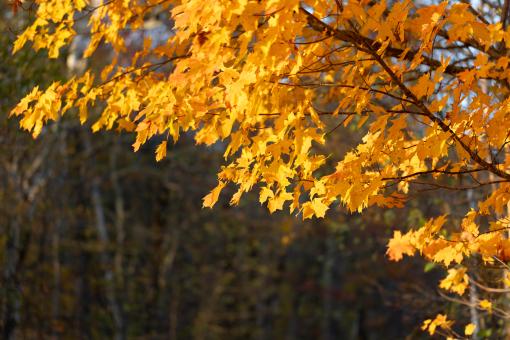 Autumn Tree - Free Stock Photo