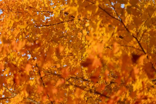 Bright Autumn Foliage - Free Stock Photo