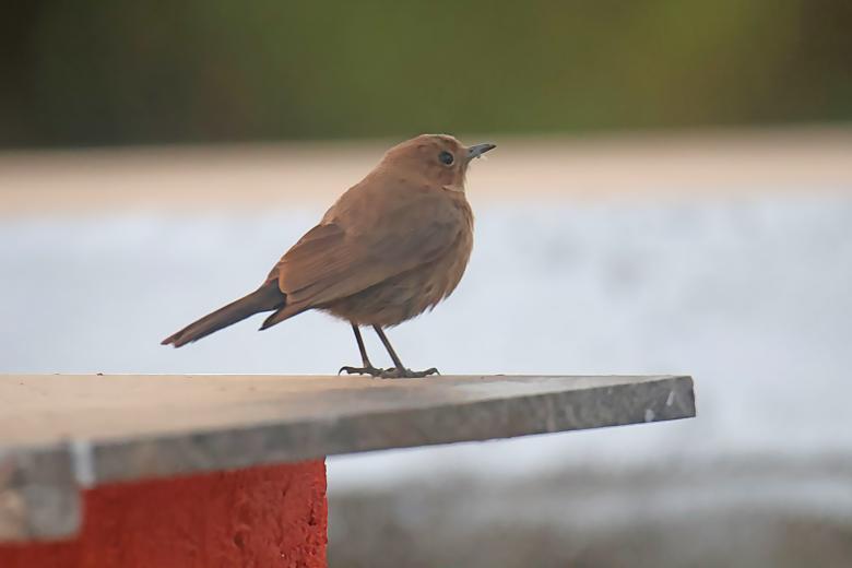 Free stock image of Indian Robin created by sylvester alphonso