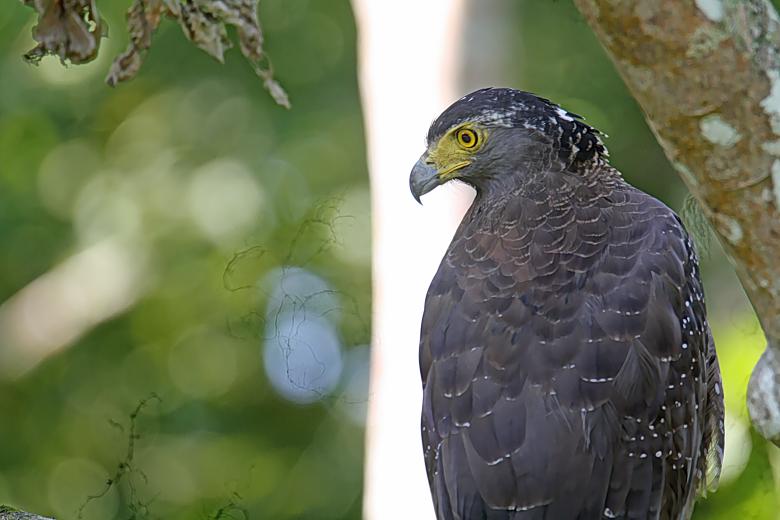 Free stock image of Crested Serpent Eagle created by sylvester alphonso
