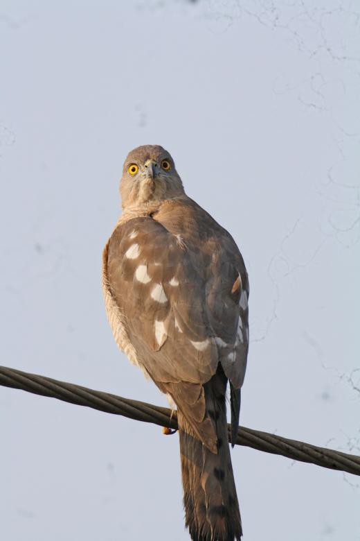 Free stock image of Shikra created by sylvester alphonso