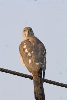 Shikra