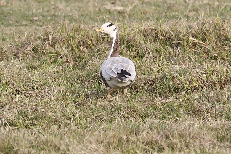 Free stock image of Bar headed Goose created by sylvester alphonso