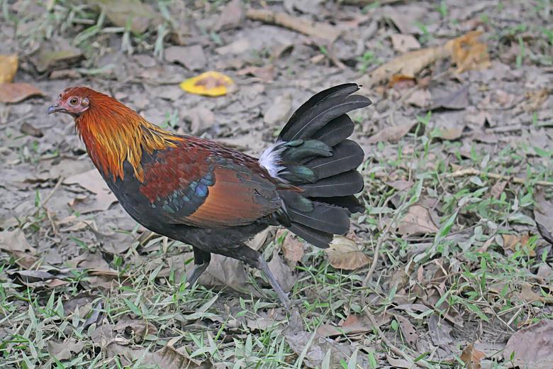 Free stock image of Red Jungle Fowl created by sylvester alphonso