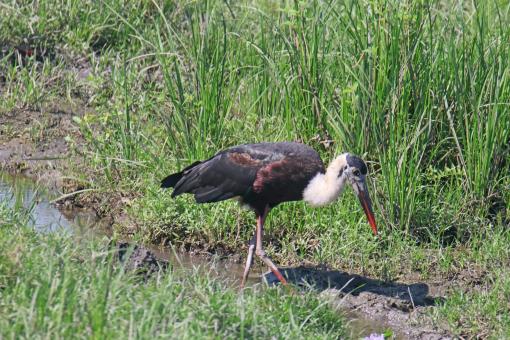 Wooly Neck Stork