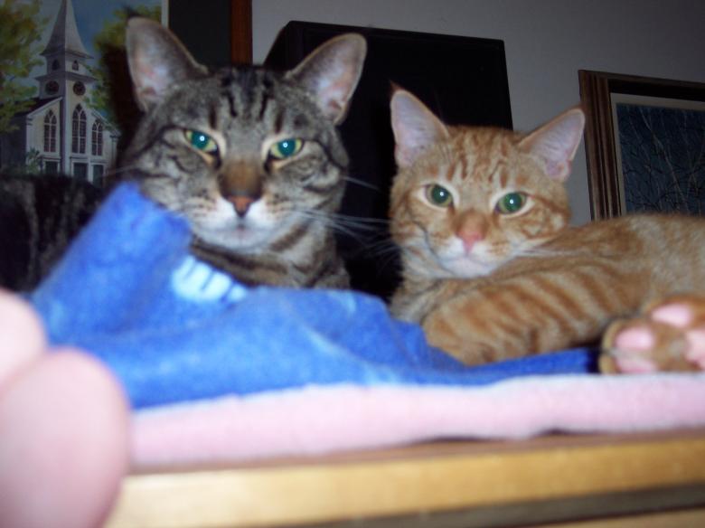 Free stock image of Two striped cats created by Katharine Sparrow