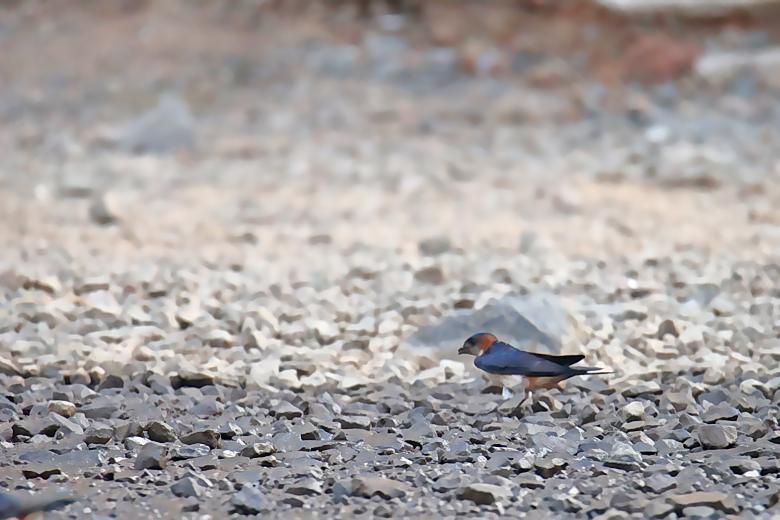 Free stock image of Red Rumped Swallow created by sylvester alphonso