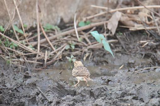 Crested Lark