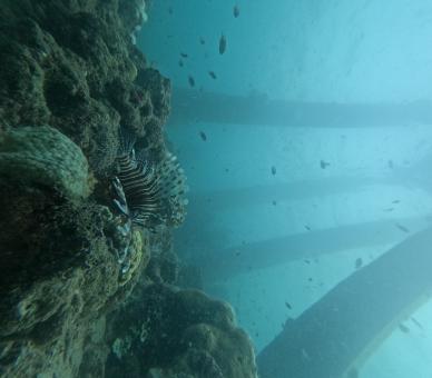 Underwater Seagrass and Coral in Clear Blue Ocean