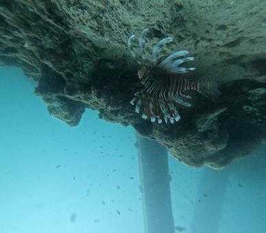 Lionfish Hovering Near Rocky Coral Wall Underwater