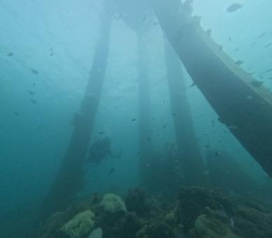 Underwater Kelp Forest with Sunlight Rays Penetrating Blue Water