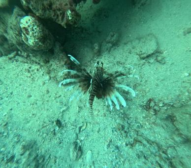 Lionfish Resting on Sandy Ocean Floor Overhead View
