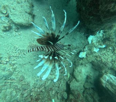 Lionfish Swimming Near Ocean Floor in Turquoise Water