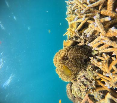 Tropical Coral Reef Closeup in Blue Ocean Water