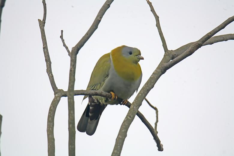 Free stock image of Yellow Footed Green Pigeon created by sylvester alphonso