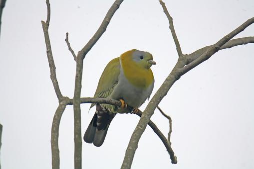 Yellow Footed Green Pigeon