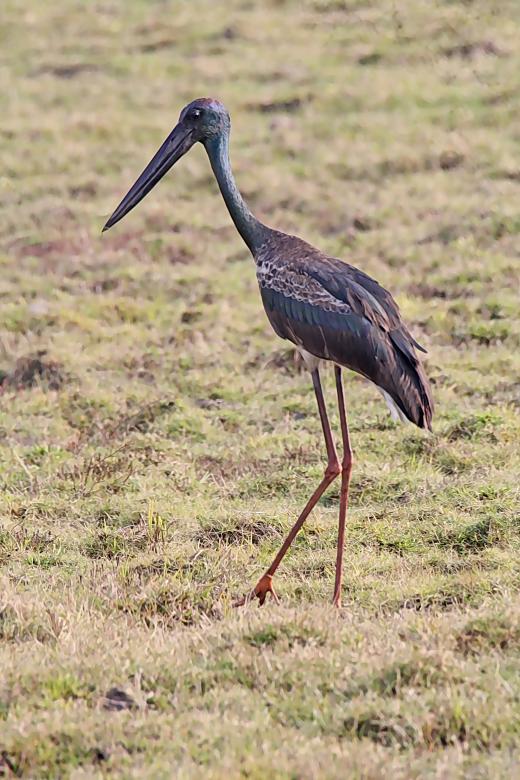 Free stock image of black neck stork created by sylvester alphonso