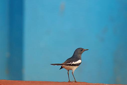Oriental Magpie Robin
