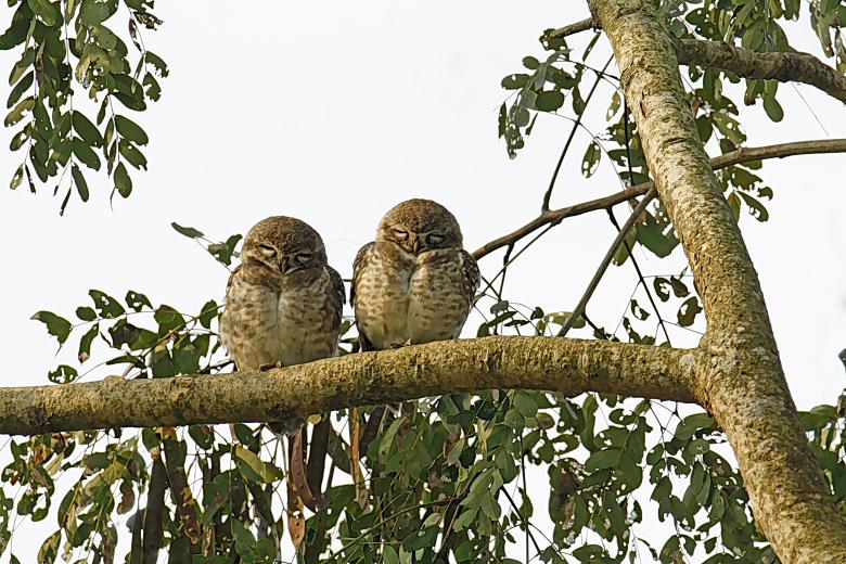 Free stock image of Spotted Owlet created by sylvester alphonso