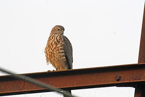 Shikra