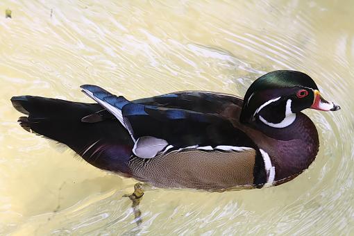 Wood Duck