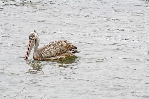Spot Billed Pelican